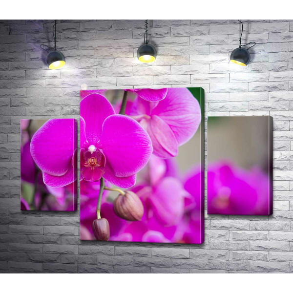Яскраве цвітіння фіолетових орхідей