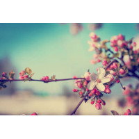 Перша весняна квітка розпустились на яблуневій гілці