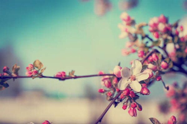 Первый весенний цветок распустился на яблоневой ветке