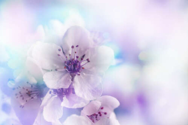 Белоснежные цветы весеннего дерева