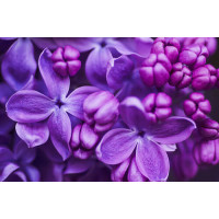 Нежные цветы фиолетовой сирени медленно раскрывают лепестки