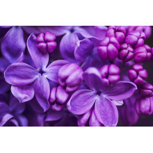 Нежные цветы фиолетовой сирени медленно раскрывают лепестки