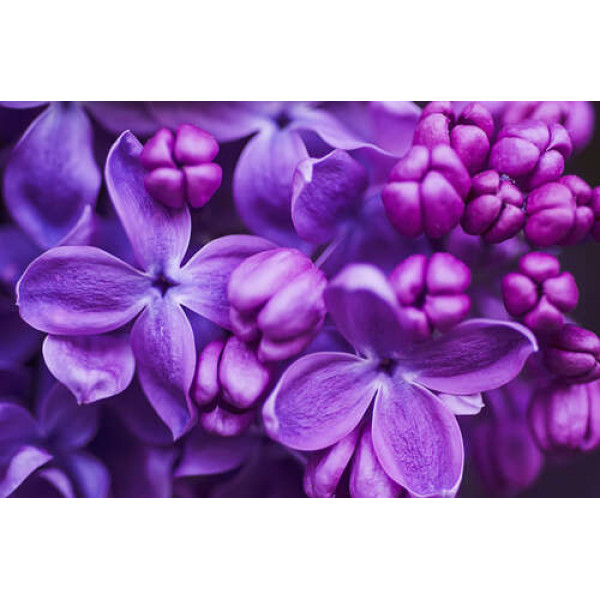 Ніжні квіти фіолетового бузку повільно розкривають пелюстки