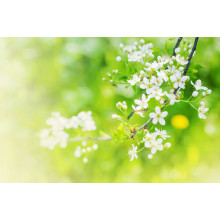 Нежно-белые цветы на дереве черемухи