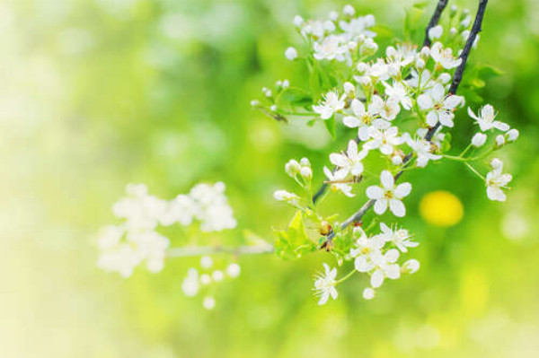 Нежно-белые цветы на дереве черемухи