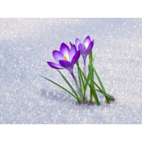 Два цветка маленьких крокусов расцвели на снегу