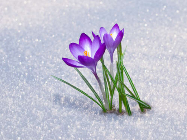 Дві квітки маленький крокусів розцвіли на снігу