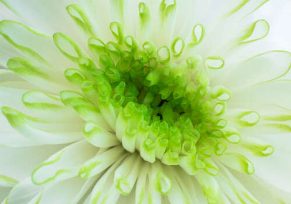 Зеленая серединка белой хризантемы