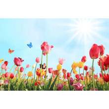 Метелики літають серед весняного поля тюльпанів
