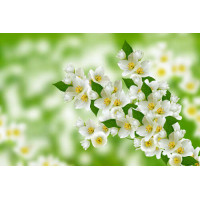 Ветка ароматного цветения белого жасмина