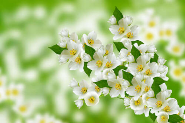 Гілка духмяного цвіту білого жасмину