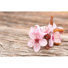 Ніжні рожеві квіти з весняного дерева