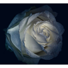 Холода роса вмиває білі пелюстки троянди