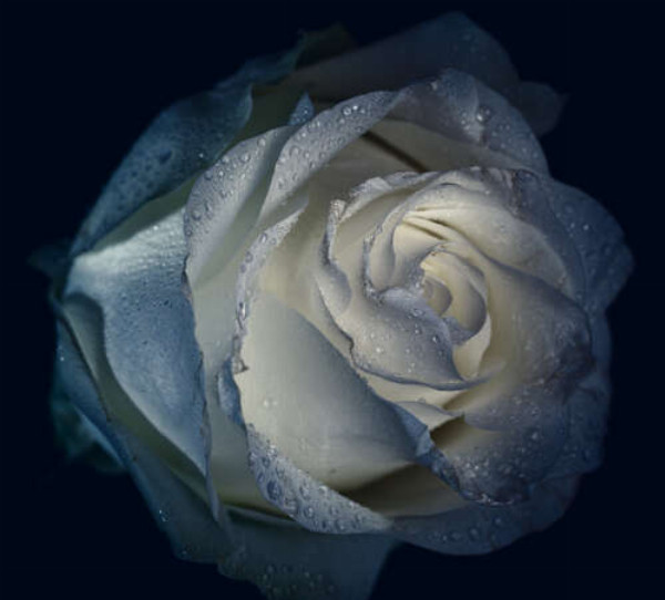 Холодая роса умывает белые лепестки розы