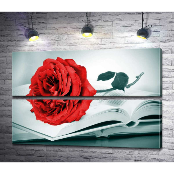 Рубиново-красная роза лежит на тонких страницах книги