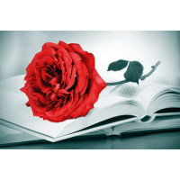 Рубиново-красная роза лежит на тонких страницах книги