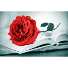 Рубіново-червона троянда лежить на тонких сторінках книги
