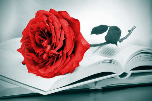 Рубіново-червона троянда лежить на тонких сторінках книги