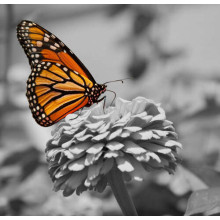 Розкішний помаранчевий метелик монарх сів на квітку