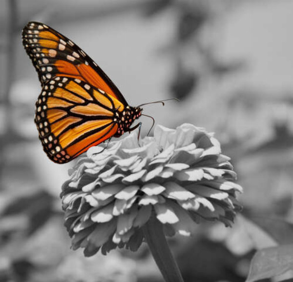 Роскошная оранжевая бабочка монарх сел на цветок