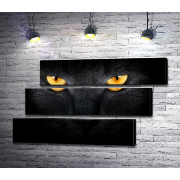 Оранжевые огни глаз черной кошки