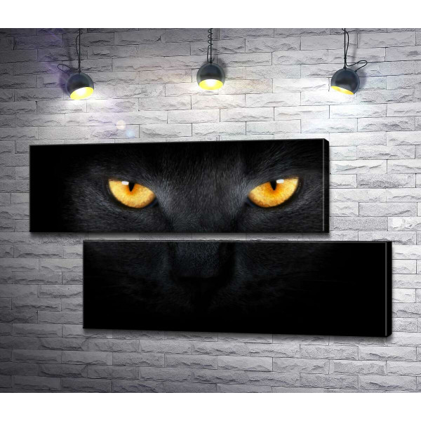 Оранжевые огни глаз черной кошки