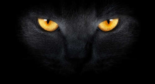 Помаранчеві вогні очей чорної кішки
