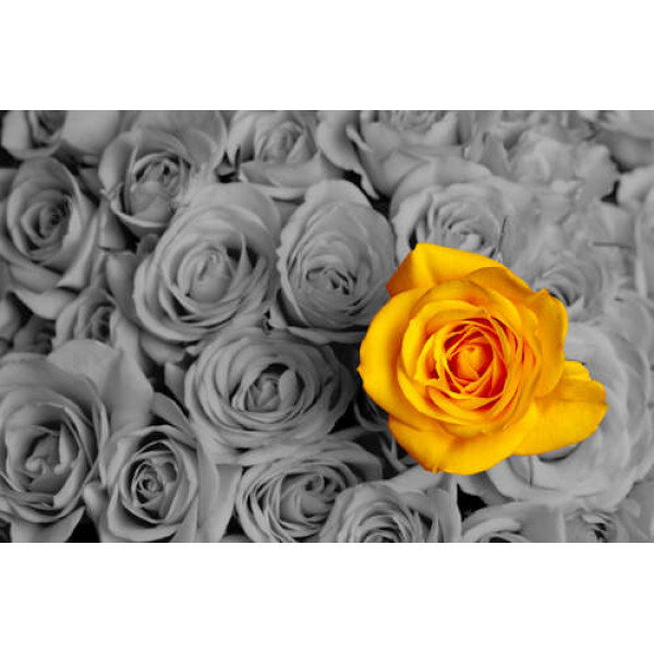 Сонячні пелюстки жовтої троянди у букеті