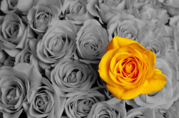 Солнечные лепестки желтой розы в букете