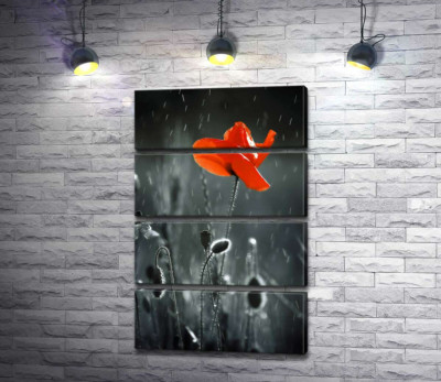 Освіжаючі краплі дощу падають на полум'яну квітку маку