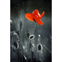 Освіжаючі краплі дощу падають на полум'яну квітку маку