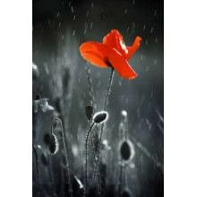 Освежающие капли дождя падают на пламенный цветок мака