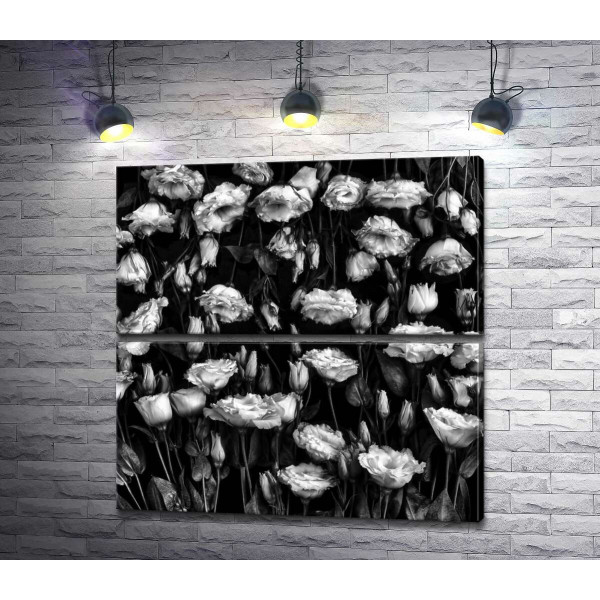 Чорно-білий тон ніжного килима квітів лізіантуса