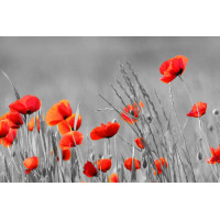 Помаранчево-червоні квіти маків височіють над травою