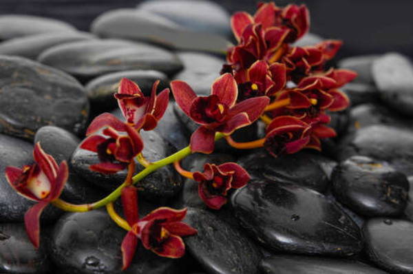 Маленькие цветы орхидей покрыли блестящие черные камни