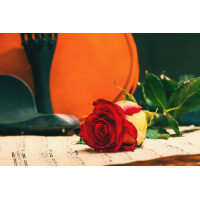 Червоний бутон троянди лежить на нотах на фоні скрипки