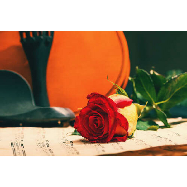 Червоний бутон троянди лежить на нотах на фоні скрипки