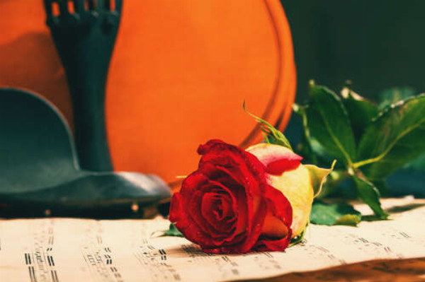 Красный бутон розы лежит на нотах на фоне скрипки