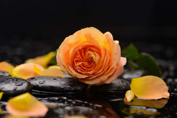 Желтые лепестки розы на гладкой поверхности черных камней