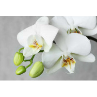 Зеленые бутоны на ветке белой орхидеи