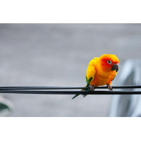 Маленький желтый попугай сидит на проводе