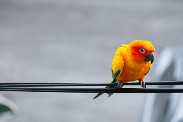 Маленький желтый попугай сидит на проводе