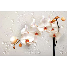 Кремовые цветы орхидей среди прозрачных бусин воды