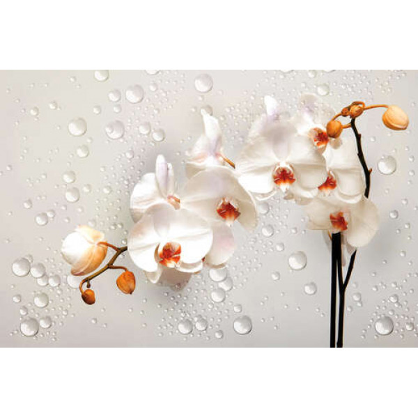Кремові квіти орхідей серед прозорих намистин води