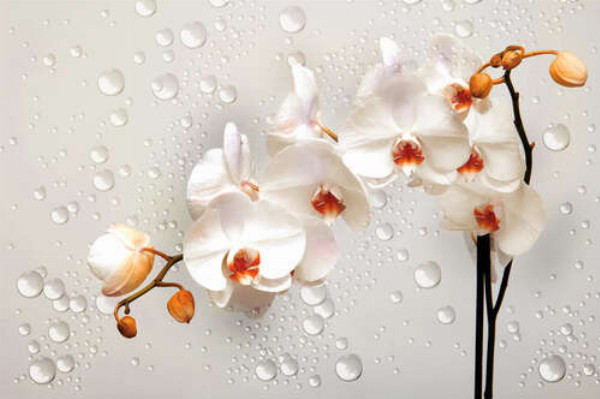 Кремовые цветы орхидей среди прозрачных бусин воды