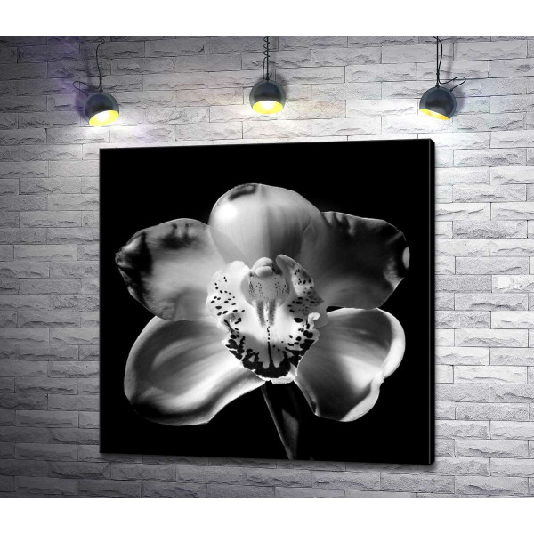 Черно-белый силуэт цветка орхидеи