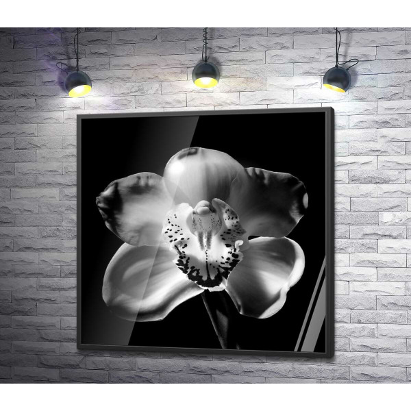 Чорно-білий силует квітки орхідеї