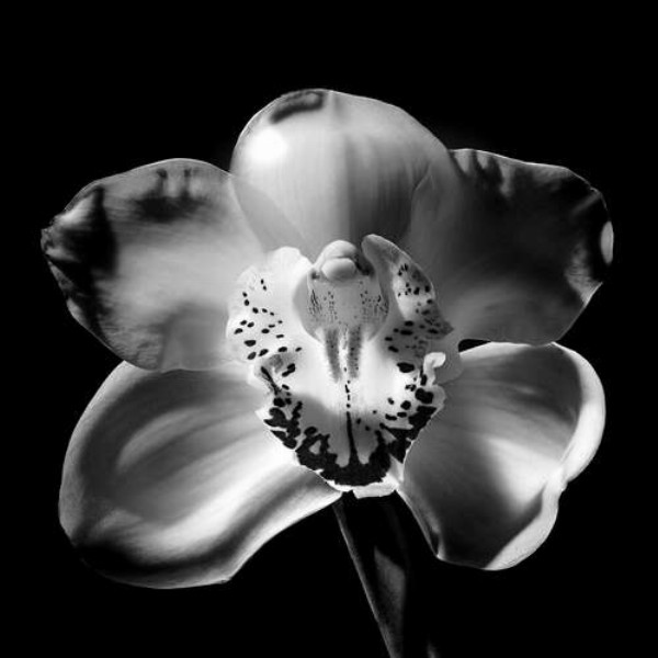 Черно-белый силуэт цветка орхидеи
