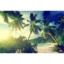 Солнечный пляж скрылся за зелеными кустами и пальмами