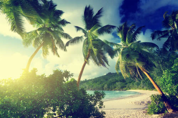 Солнечный пляж скрылся за зелеными кустами и пальмами